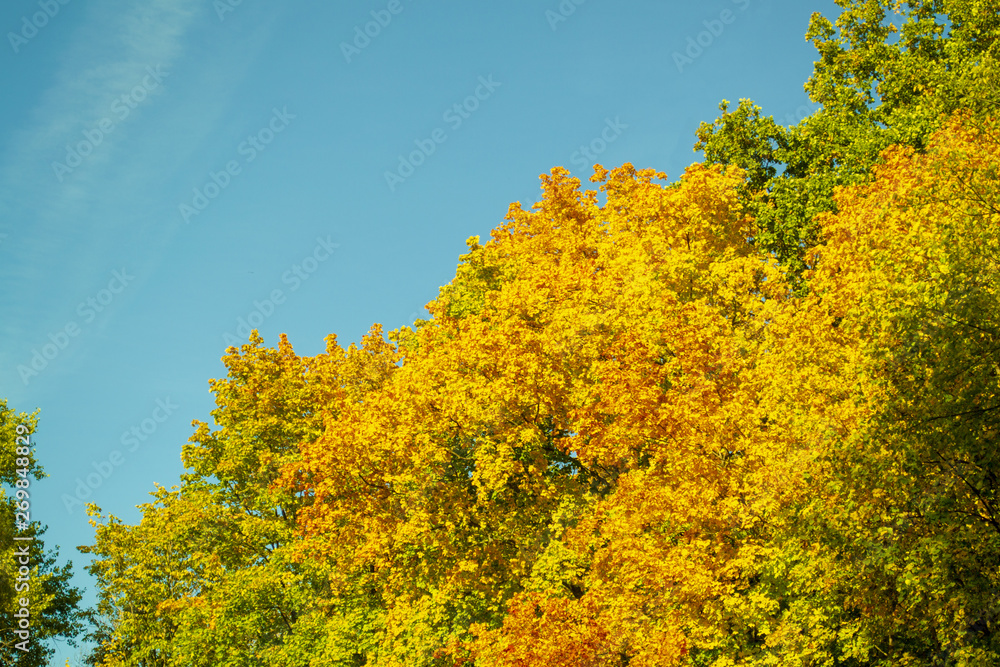 Fototapeta premium colored autumn trees (forest)