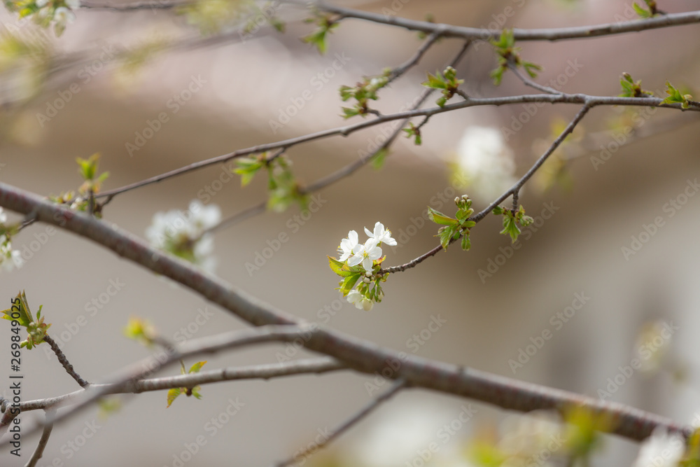 Image of white Apple Blossom, natural background, spring flowers Image of white Apple Blossom, natural background, spring flowers