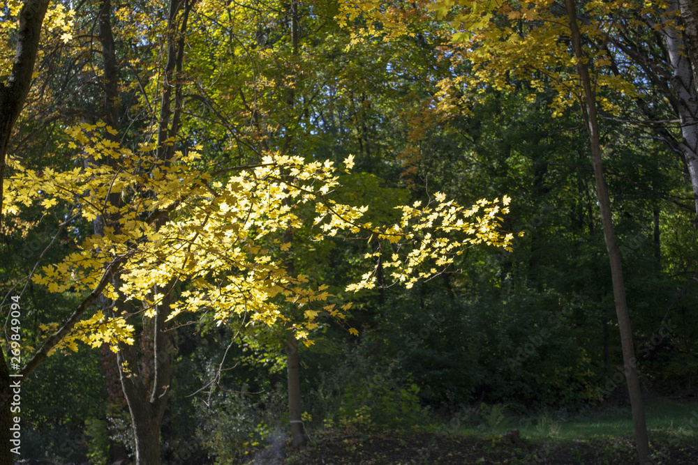 Fototapeta premium colored autumn trees (forest)