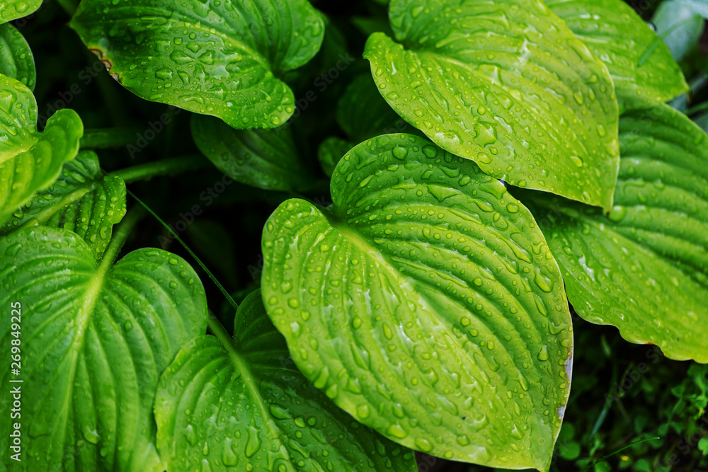 Wet grass Wet grass