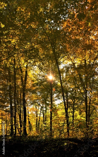 autumn in a deciduous forest © sebi_2569