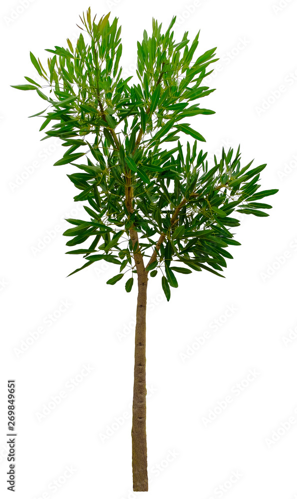 Fototapeta premium Trees on white background. A beautiful trees from Thailand. Suitable for use in architectural design or Decoration work. Used with natural articles both on print and website.