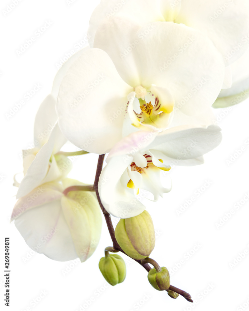 Close-up of a white phalaenopsis orchid in isolated on white background