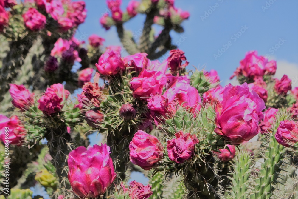 Beautiful summer cactus flowers garden