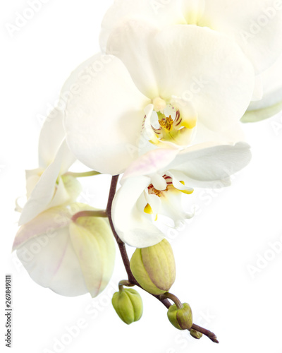 Close-up of a white phalaenopsis orchid in isolated on white background