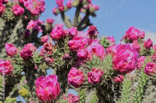 Beautiful summer cactus flowers garden