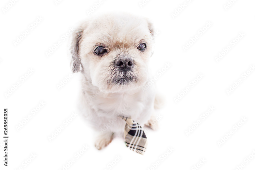Dog with a tie