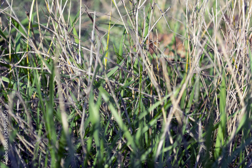 green grass with dry stems