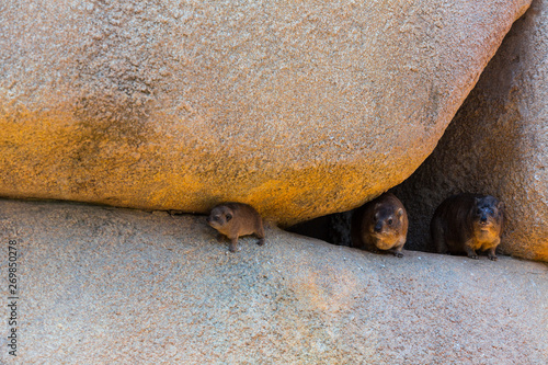Rock hyrax (Procavia capensis) or Cape hyrax