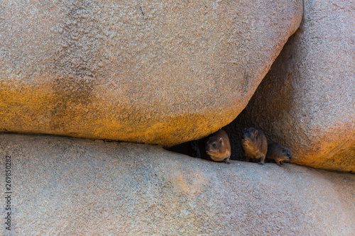 Rock hyrax (Procavia capensis) or Cape hyrax
