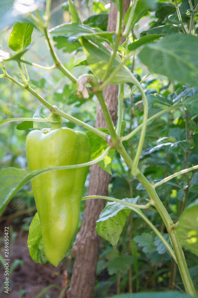 Unripe bell pepper growing on bush in the garden