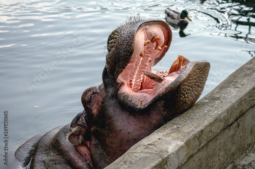 Portrait of common hippopotamus photo