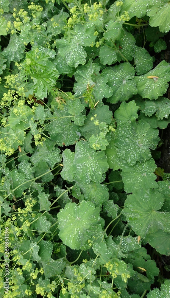 drops of water on green leaves drops of water on green leaves