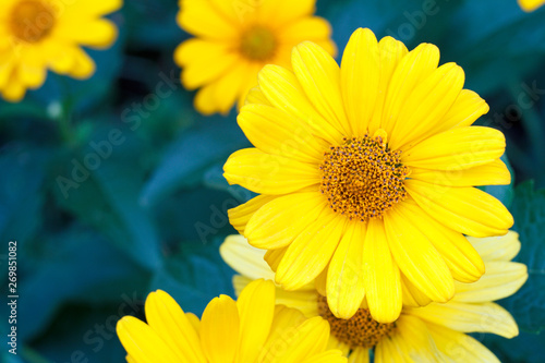 Beautiful yellow summer flower in the garden with blurred green leaves in background