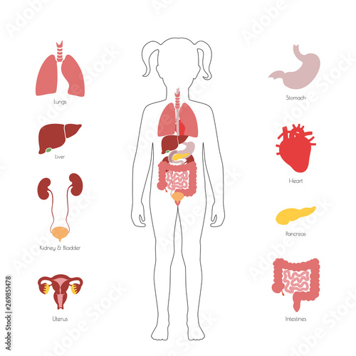 Human internal organs vector