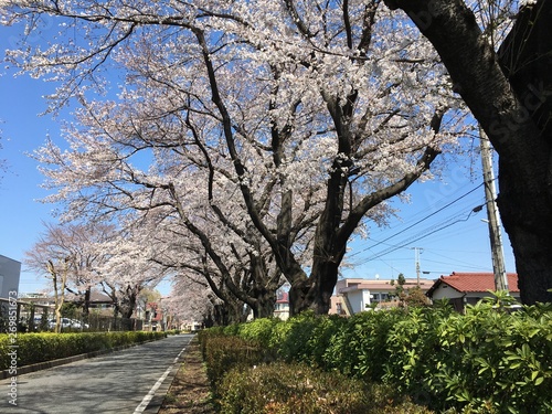 さくら並木を散歩しませんか？来年の4月はこちらへ, ここは東京の日野市ですが全く観光地ではありません, 綺麗な光景です , 中央線の豊田駅から歩いて15分位です, 私は自転車で5分くらい