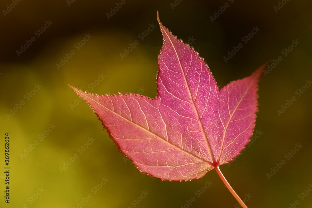 Beautiful Red Maple Leaf with dark shadow blurred background, Wild Maple Doi Inthanon, Chiang Mai, northern of Thailand.