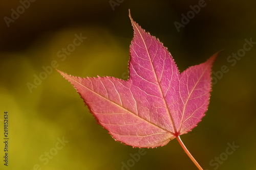 Beautiful Red Maple Leaf with dark shadow blurred background, Wild Maple Doi Inthanon, Chiang Mai, northern of Thailand.