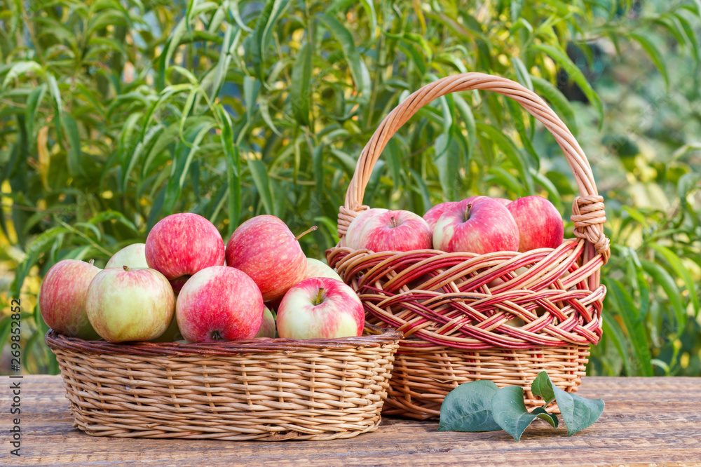 Just picked red apples in wicker baskets on old wooden boards. Just picked red apples in wicker baskets on old wooden boards.