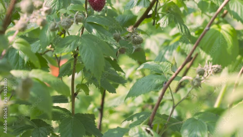 Tilt up shot to a red, sweet raspberries in a green bush Tilt up shot to a red, sweet raspberries in a green bush