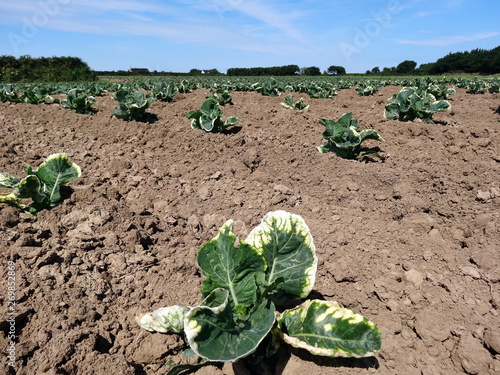 Choux en Bretagne