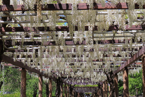 Archway of white wisteria in bloom