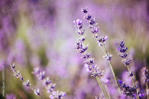 Violet lavender field at soft light effect for your floral background photo