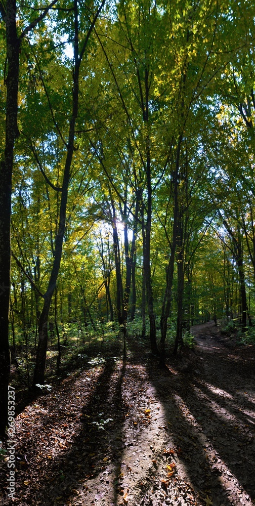 a landscape in deciduous forest a landscape in deciduous forest
