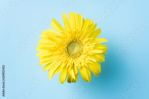 top view of yellow sunflower with shadow