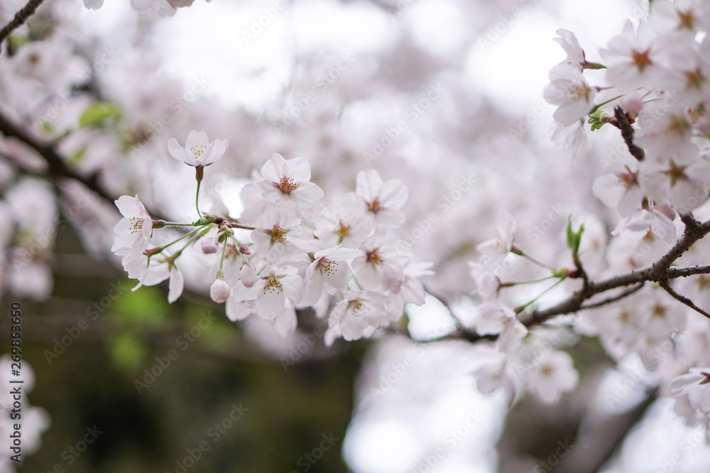 close up sakura flower japan close up sakura flower japan