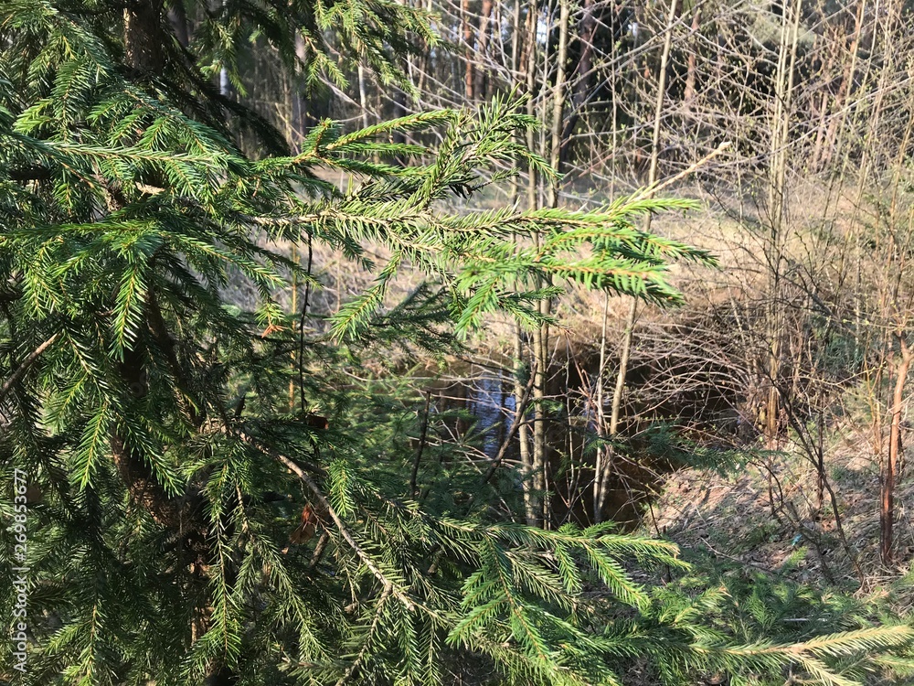 vegetation in the spring forest. sunny day in the forest vegetation in the spring forest. sunny day in the forest