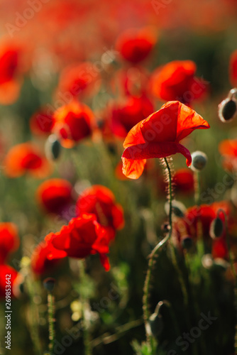Flower poppy flowering on background poppies flowers. Nature.