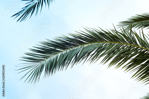 Coconut palm tree under blue sky. Travel card.
