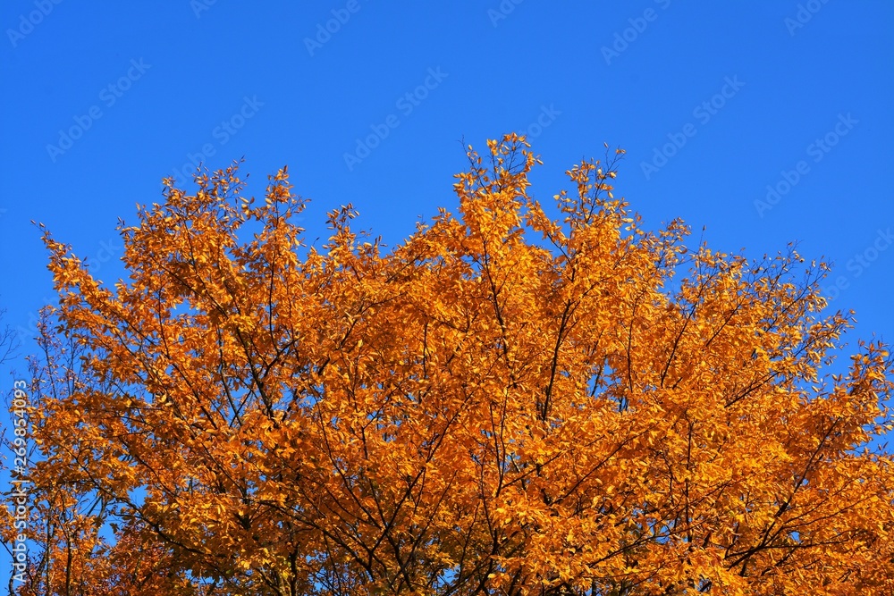 autumn trees against blue sky