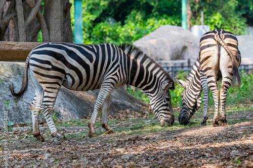 Fototapeta Naklejka Na Ścianę i Meble -  Male and female zebras feeding on grass
