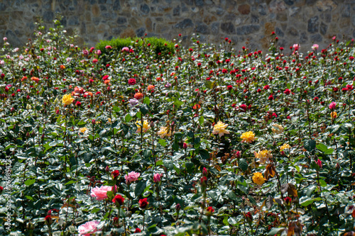 Rosenfeld mit unterschiedlichen Rosen photo