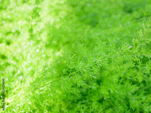 Field Green Background Texture.Grass in garden