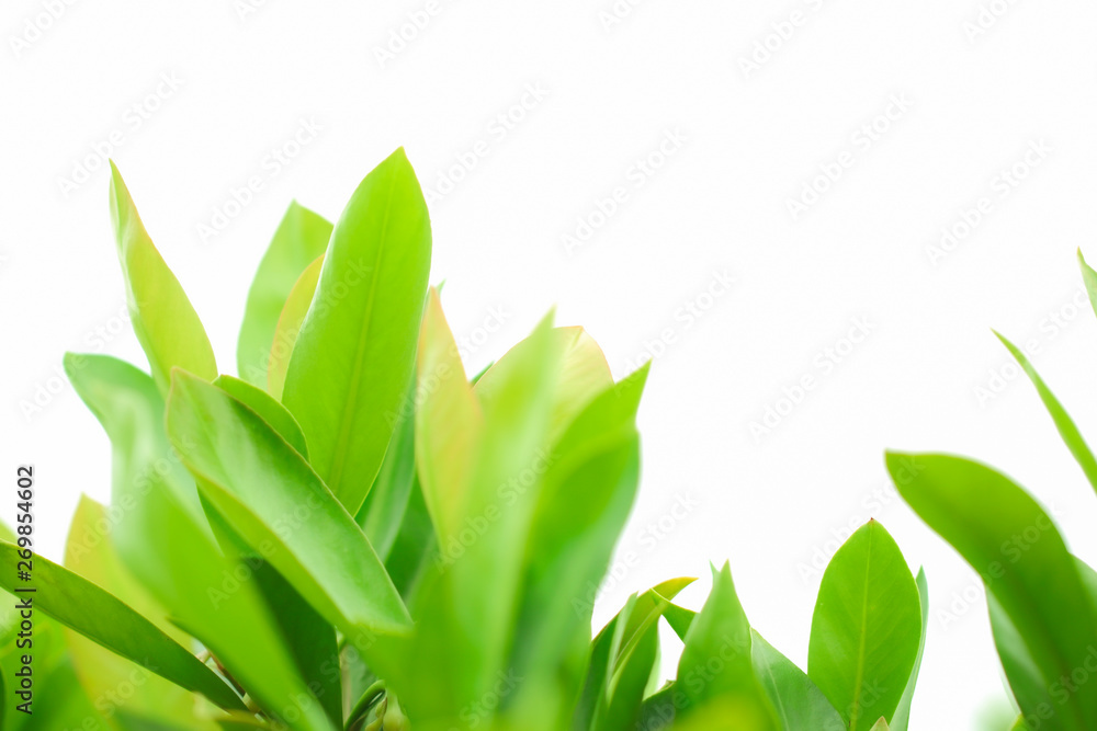 Fototapeta premium Closeup nature view of green leaf on blurred greenery background in garden