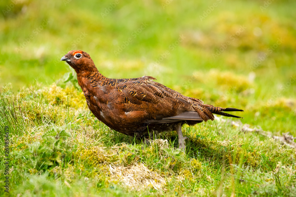 Red Grouse male (Scientific name: Lagopus lagopus) stood in natural moorland habitat during nesting season. Red Grouse male (Scientific name: Lagopus lagopus) stood in natural moorland habitat during nesting season.