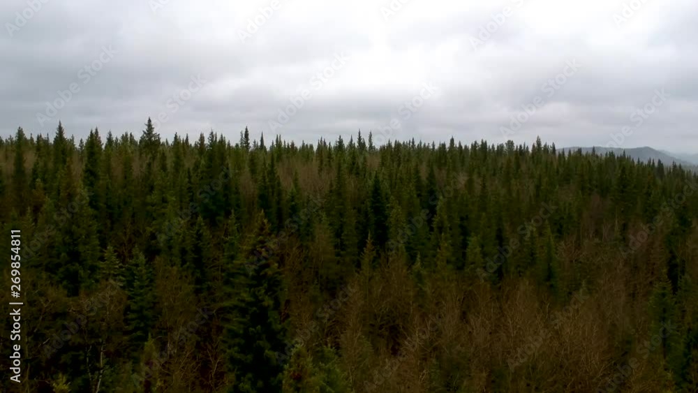 Pine tree tops in an aerial drone shot of a forest in the Rocky Mountains Pine tree tops in an aerial drone shot of a forest in the Rocky Mountains