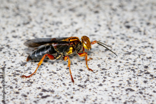 Image of wasp on the floor. Insect. Animal.