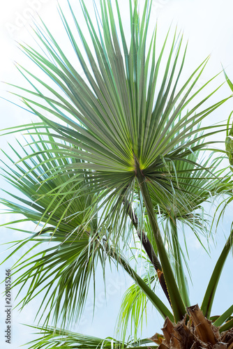 Palm leaves Livistona Rotundifolia palm against blue sky. Tropical summer holiday  vacation concept. Flat lay  Floral frame 