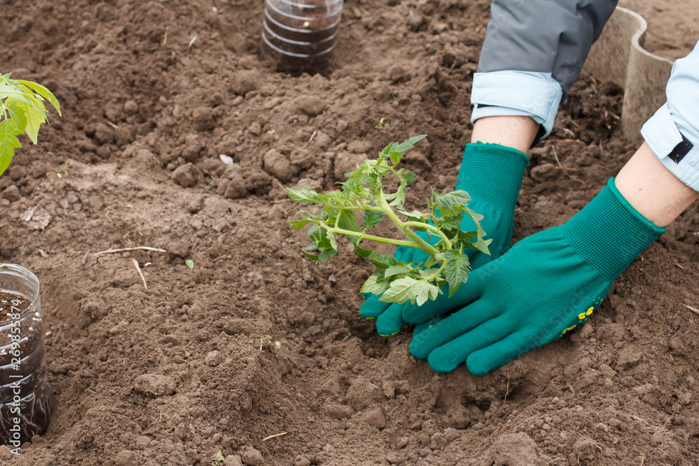 Close up hands of female gardener is planting tomato seedling in the garden.