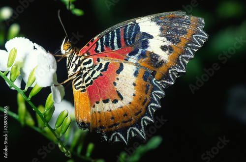 schmetterling tropisch