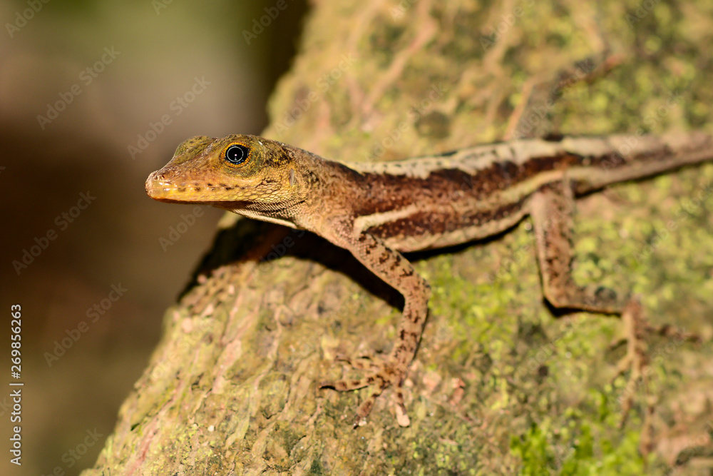 Naklejka premium St. Lucia Anole (Anolis luciae)