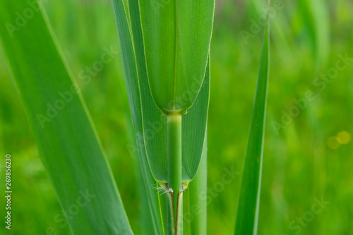  Green meadow reed plant closeup