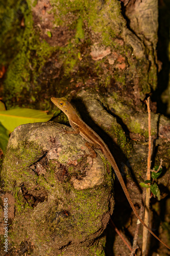 St. Lucia Anole (Anolis luciae)