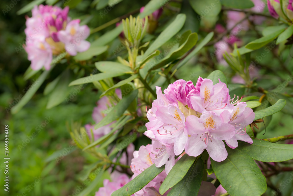 Rhododendron Rhododendron