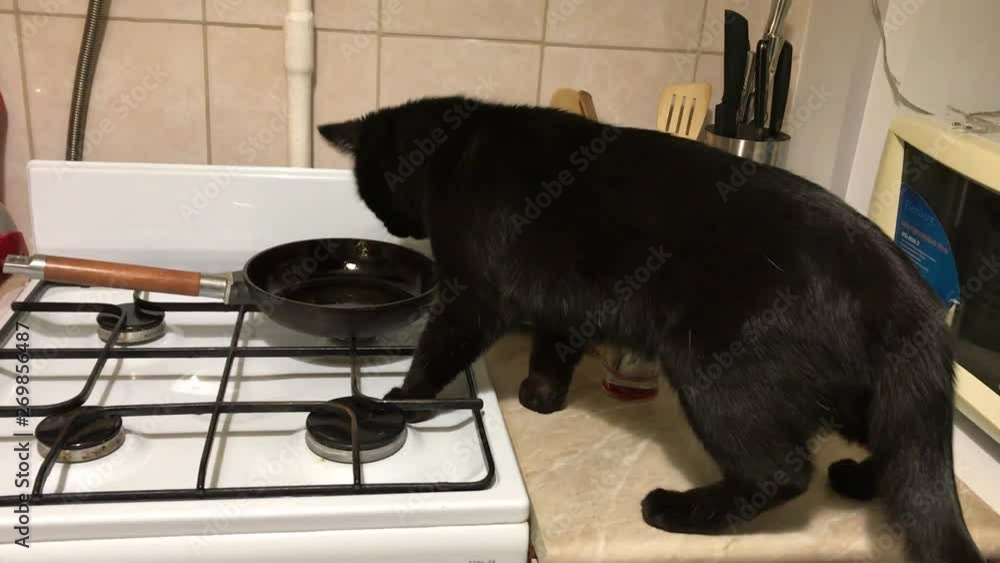 cat steals food in the kitchen. The cat jumped on the stove and licks