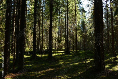 fir trees in green moss in the shadows and the light of the morning sun of a dark coniferous forest © yarvin13
